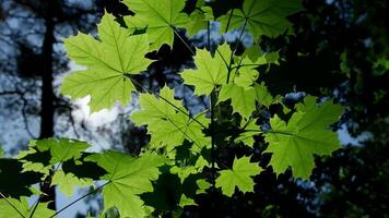 Close-up View of Vibrant Green Maple Leaves Illuminated by Sunlight in Forest Setting video