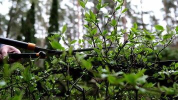 Close-Up of Hands Using Garden Shears to Trim Green Bushes in a Lush Outdoor Forest Setting video
