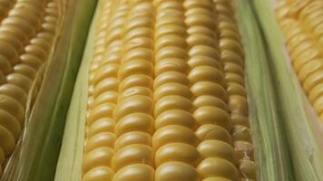 Macro Close-Up of Fresh Yellow Corn Kernels with Green Husk in Natural Light Agriculture Setting video