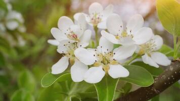 Close-Up of White Blossoming Pear Flowers in a Sunny Spring Garden Setting with Fresh Green Leaves video