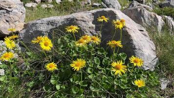 Bright yellow mountain flowers sway in the wind on a mountain slope on a sunny day video