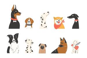 Collection of Flat Style Dog Portraits Featuring Various Breeds Including German Shepherd Doberman Dalmatian Whippet Akita Inu Border Collie Poodle Pug and Beagle vector