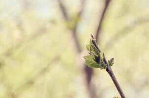 Close up tree branch with emerging green buds and young leaves, signifying the arrival of spring or new growth photo