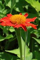 Orange flowers bloom in a public photo