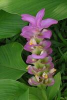 Beautiful pink Krachiao photo