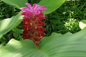 Beautiful Krachiao flowers blooming on the mountain. photo