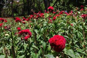 Field of red cockscomb flowers in full bloom photo
