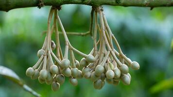 The flowers of the durian tree are blooming to produce fruit. photo
