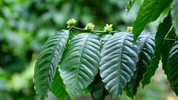 Green leaves of coffee trees and coffee flower clusters photo