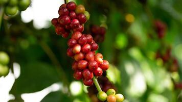 Bright red Robusta coffee berries in the garden ready to be harvested by farmers. photo