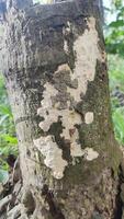 Close-up of a tree trunk with white fungal growth and textured bark photo
