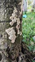Close-up of a Tree Trunk with Bark and Lichen photo
