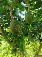 Close-up view of green ambarella fruits hanging from a tree branch photo