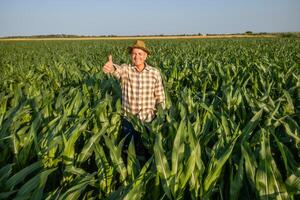Happy senior farmer is standing in his growing corn field. He is looking at camera and showing thumbs up. photo