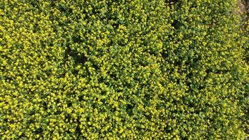 Aerial View of Blooming Mustard Field photo