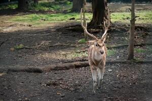 A majestic spotted deer with antlers walks gracefully in a forested enclosure photo