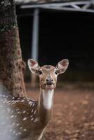 A curious deer gazes directly at the camera photo