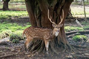 A spotted deer stands alert beside a large tree photo