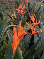 Tropical Fire Blooms in Green Sanctuary photo