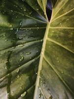 a close up of a large leaf with water droplets photo