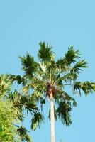 A coconut tree exposed to sunlight with a blue sky background photo