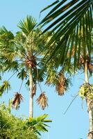 View of tall coconut tree with blue sky background in the morning photo