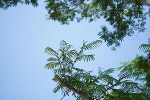 A background of blue sky and white clouds with green leaves during the day photo