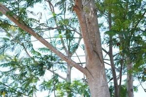 A tree trunk with dense leaves and a clear skies during the day photo