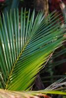 The long, thin leaves of the palm tree are green and exposed to the morning sun photo