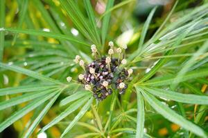 The tropical plant Osmoxylon lineare has long, thin green leaves with leaflets photo
