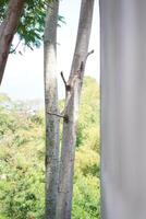 Two tree trunks growing close together with small trunk buds and background of trees on a bright sunny day photo