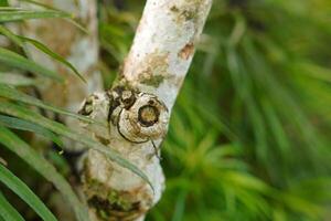 Palm tree trunk with cut marks on the trunk with green leaves background photo