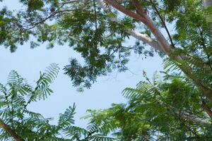 Background of blue sky and white clouds with green leaves of trees during the day photo