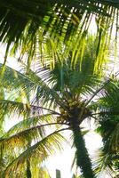 Tall coconut trees with wide leaves stretching out to cover the view of the sky photo