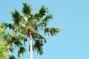 A coconut tree with a blue sky background in the morning photo