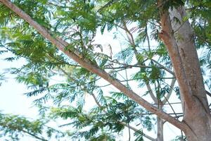 Tree trunk with dense leaves and also a clear sky during the day photo