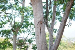 A tree trunk with holes that form like eyes and dense leaves and a clear sky during the day. photo