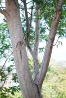 A tree trunk with holes that form like eyes and dense leaves and a clear sky during the day photo