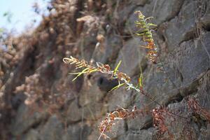A street wall made of large gray stones during the day with dry plants hanging down. photo