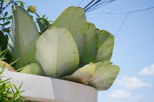 Corner of a building with stone walls and banana plants as garden decoration during the day photo