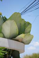 The corner of a building with stone walls and banana plants as garden decoration during the day photo
