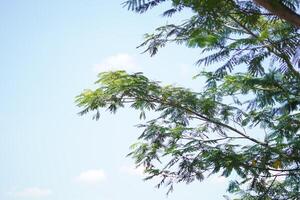 Background of blue sky and white clouds with green leaves from a trees during the day photo