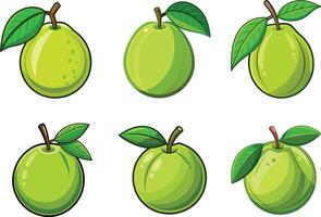 Guava fruits illustration on white background. vector