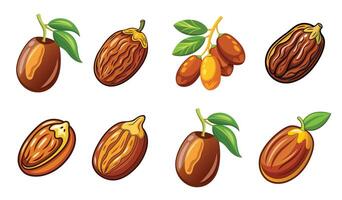 Various types of dates and nuts on a white background vector