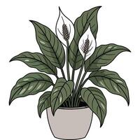 Peace lily plant in pot on white background illustration vector