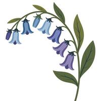 Bluebells are shown in this illustration vector