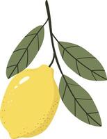 Lemon fruit with leaf isolated vector