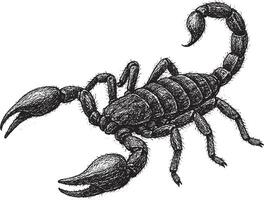 Realistic Hand-Sketched Scorpion Illustration vector