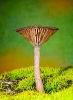 Pseudoclitocybe cyathiformis, saprophytic fungus growing among moss and fallen leaves under trees in the grass. Ukraine photo