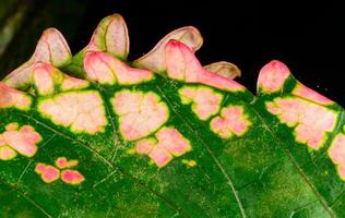 Coleus sp. jagged red leaf edge of a decorative tropical plant in a botanical collection photo